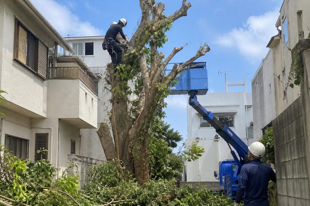 沖縄市の危険木伐採はいくら？費用相場と依頼前に見るべき注意点