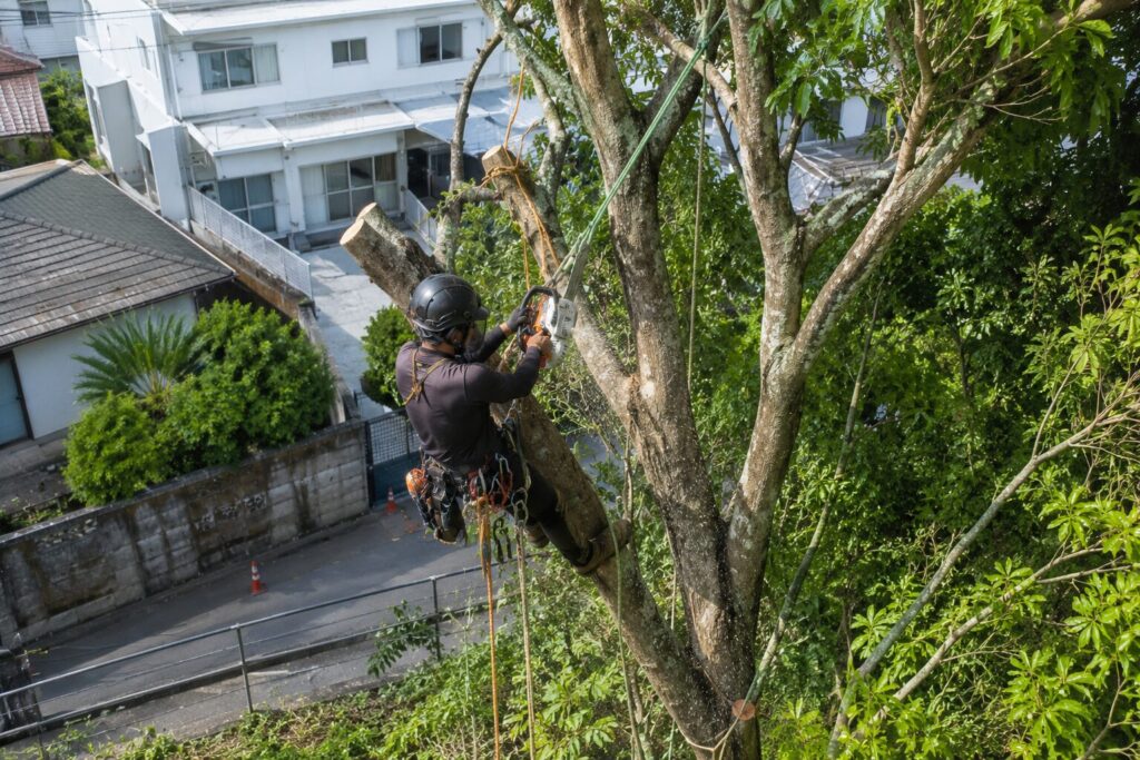 浦添市で特殊伐採が必要になるケースとは？高木・支障木の判断基準